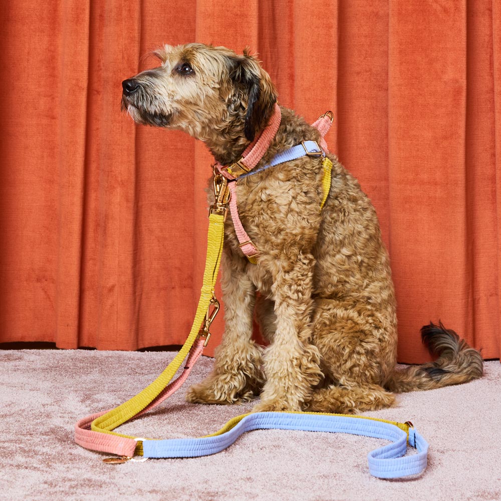Cord Adjustable Dog Leash - First Light