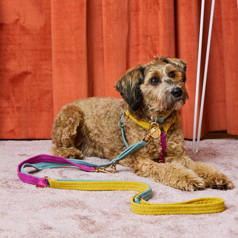 Cord Adjustable Dog Leash - Hidden Gem