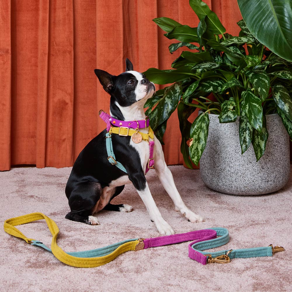 Cord Adjustable Dog Leash - Hidden Gem