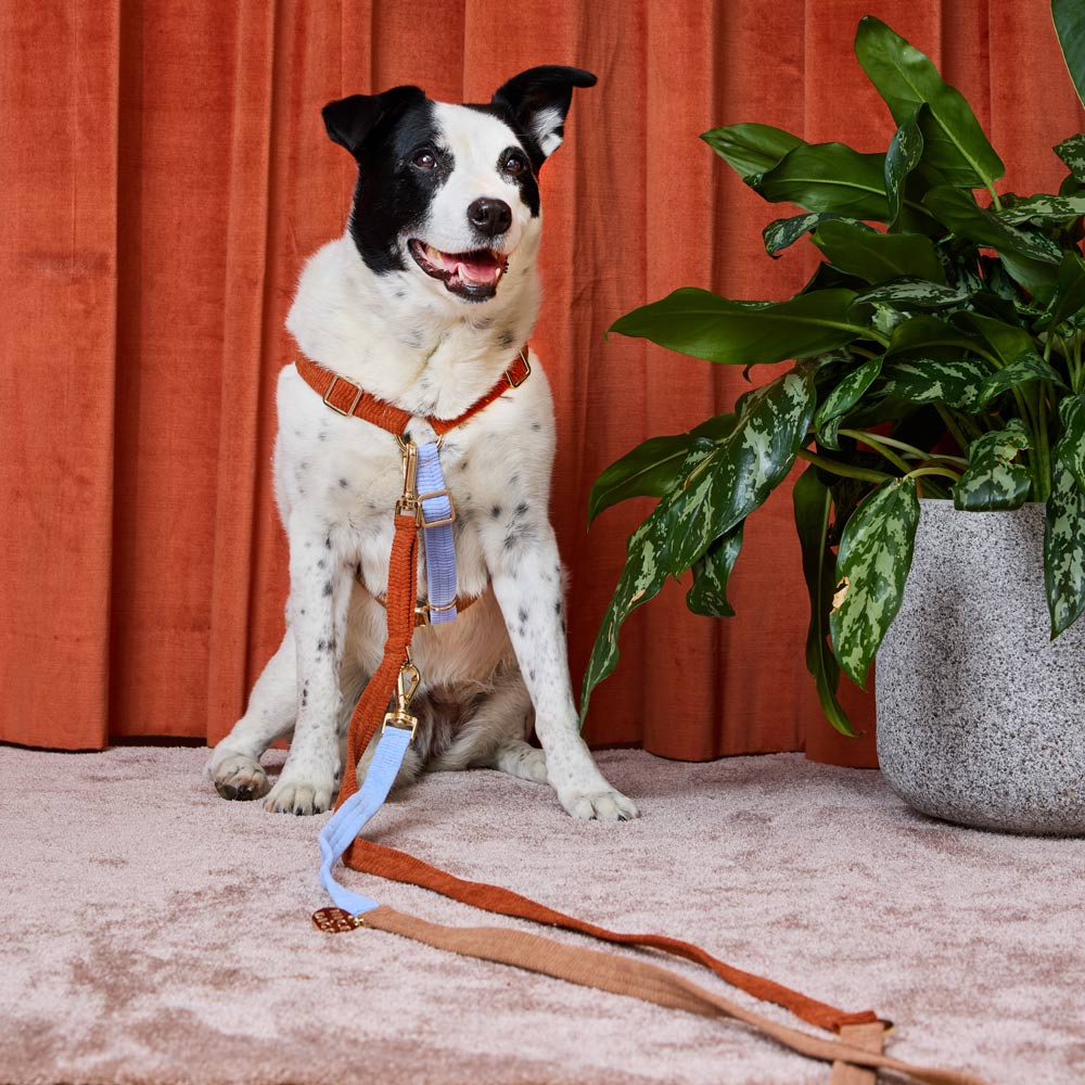Harness & Leash Bundle