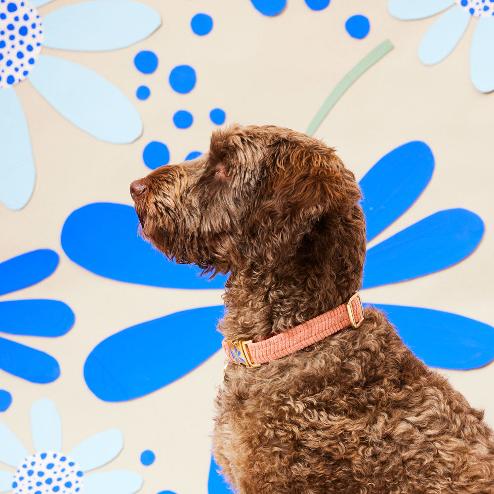 Cord Dog Collar - Blossom