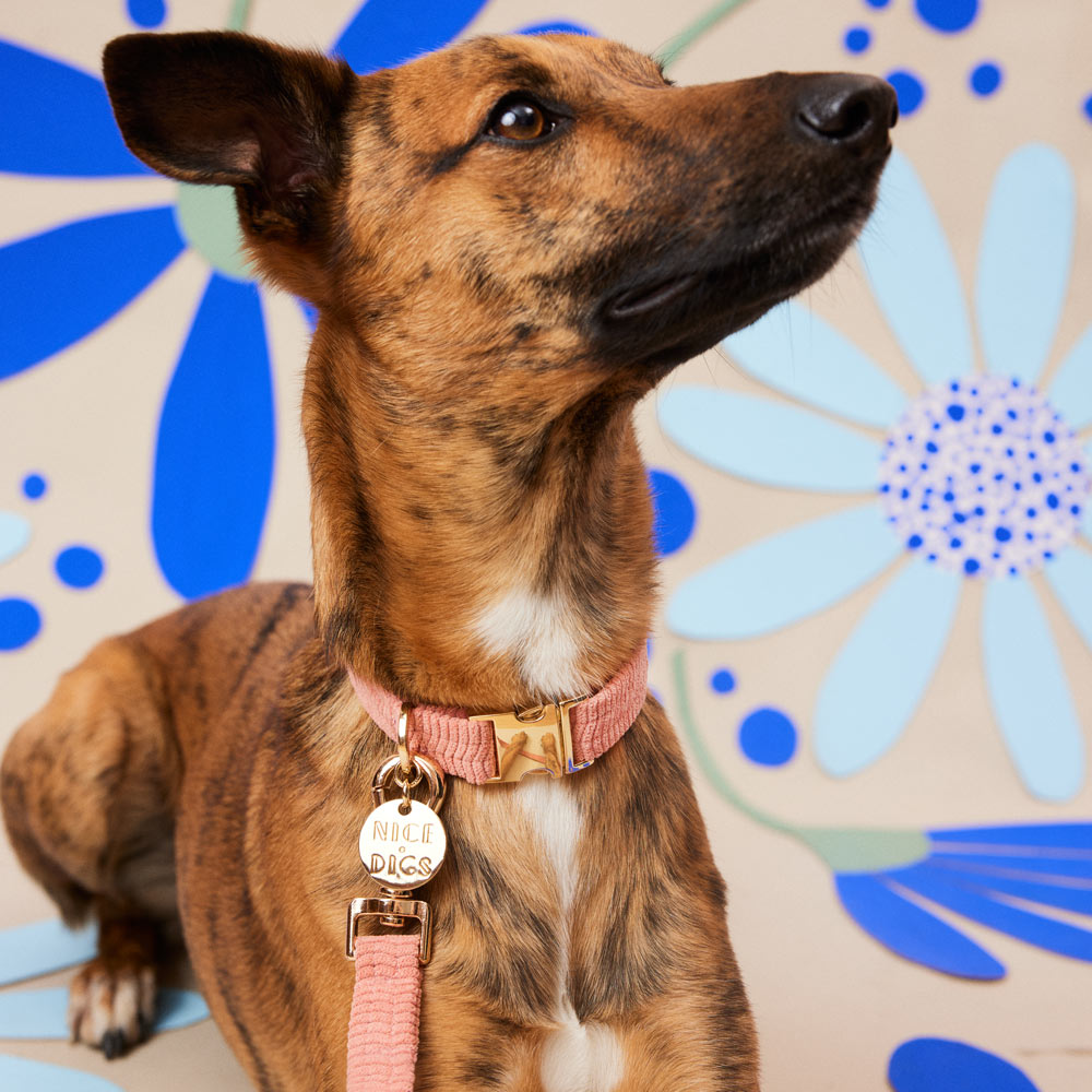 Cord Dog Collar - Blossom