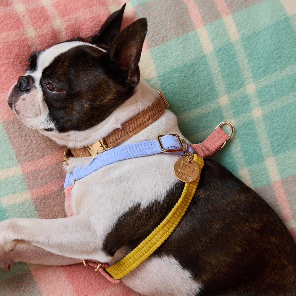 Cord Non-Pull Dog Harness - First Light