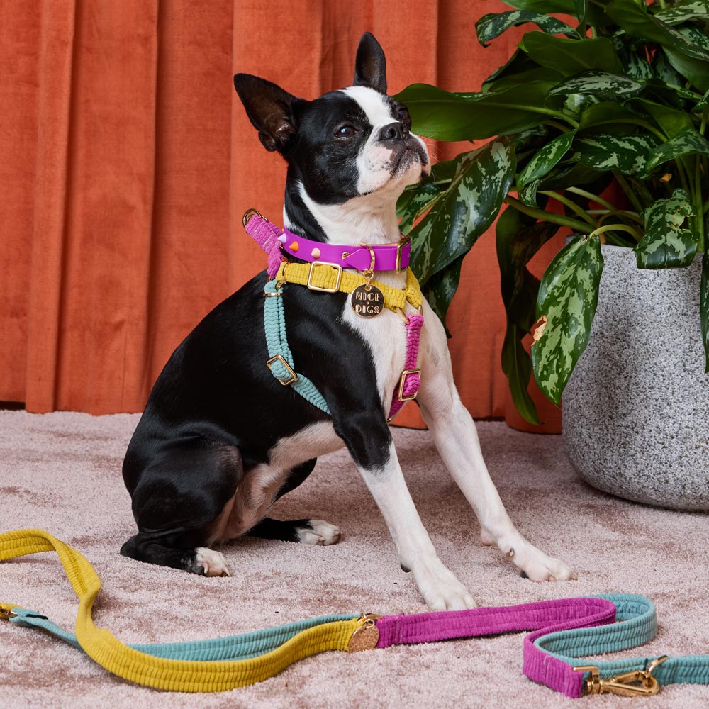 Cord Non-Pull Dog Harness - Hidden Gem