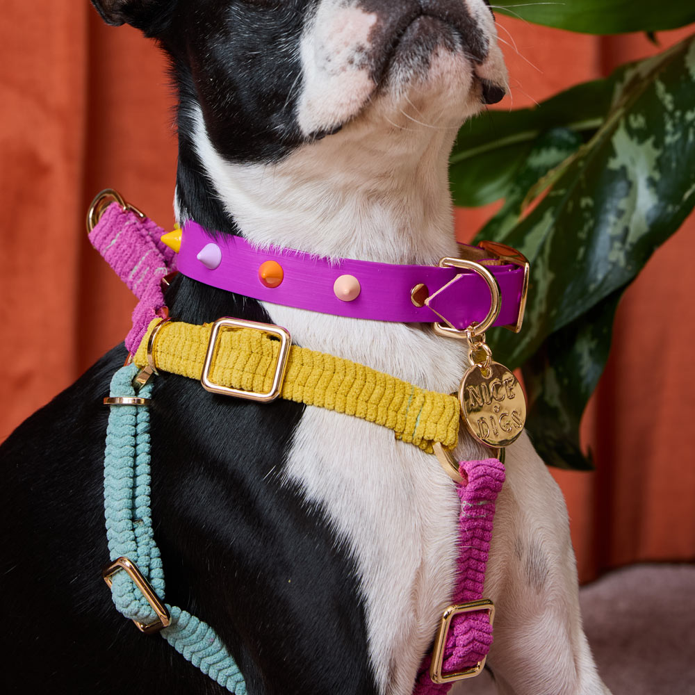 Cord Non-Pull Dog Harness - Hidden Gem