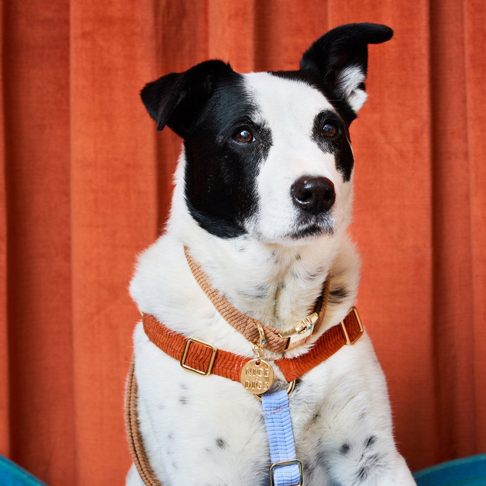 Cord Dog Collar - Mocha