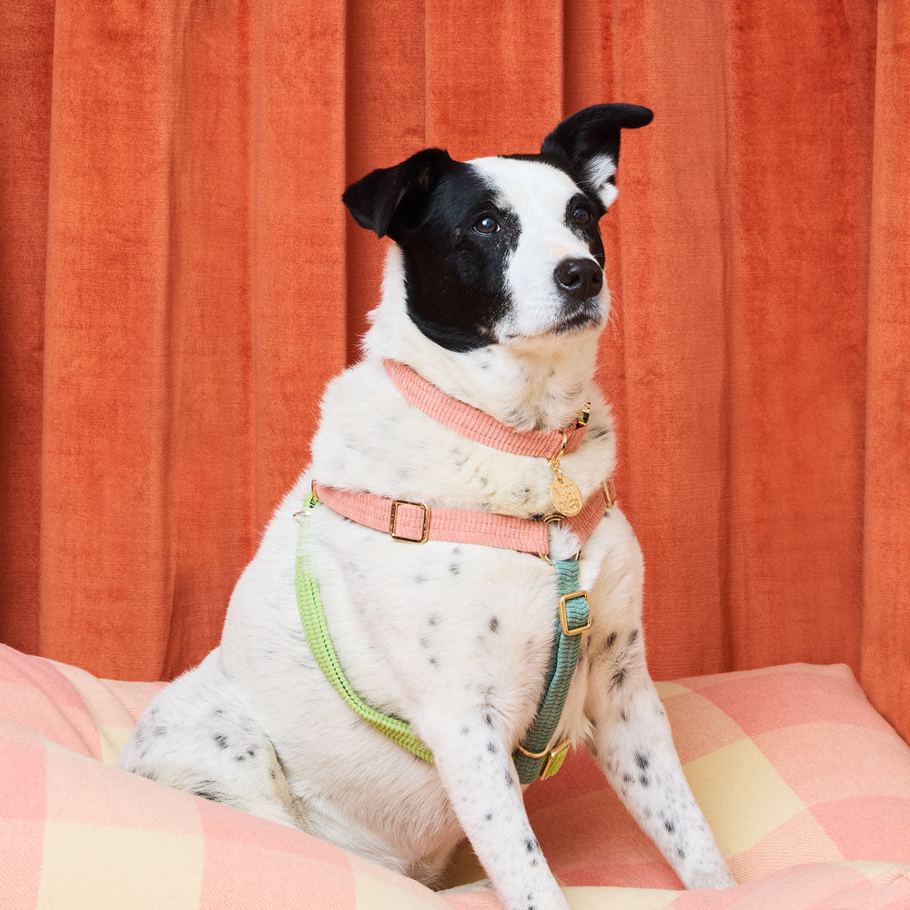 Cord Non-Pull Dog Harness - Papaya