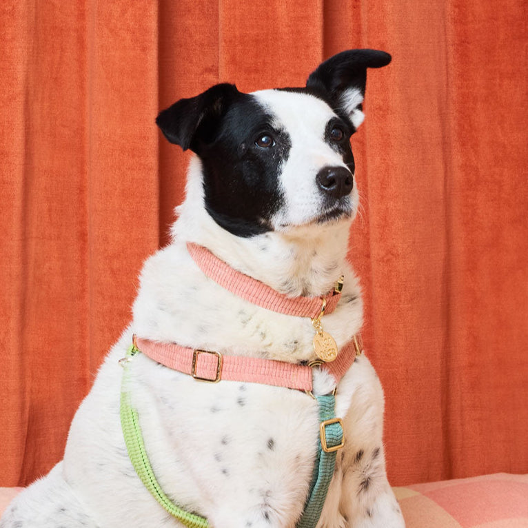 Cord Dog Collar - Blossom