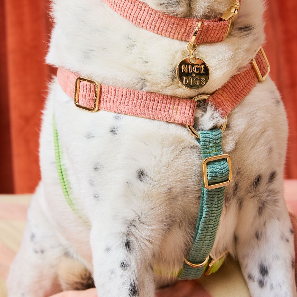 Cord Non-Pull Dog Harness - Papaya