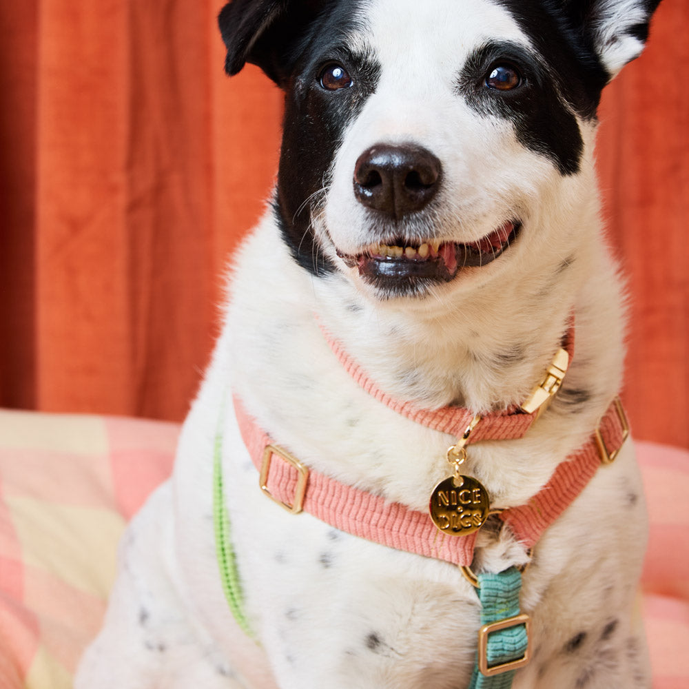 Cord Non-Pull Dog Harness - Papaya