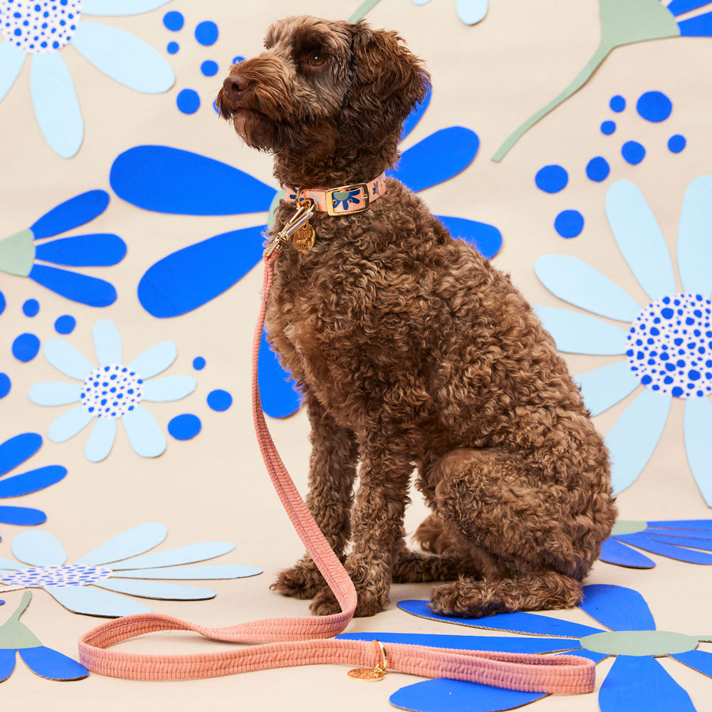 Collar & Leash Bundle