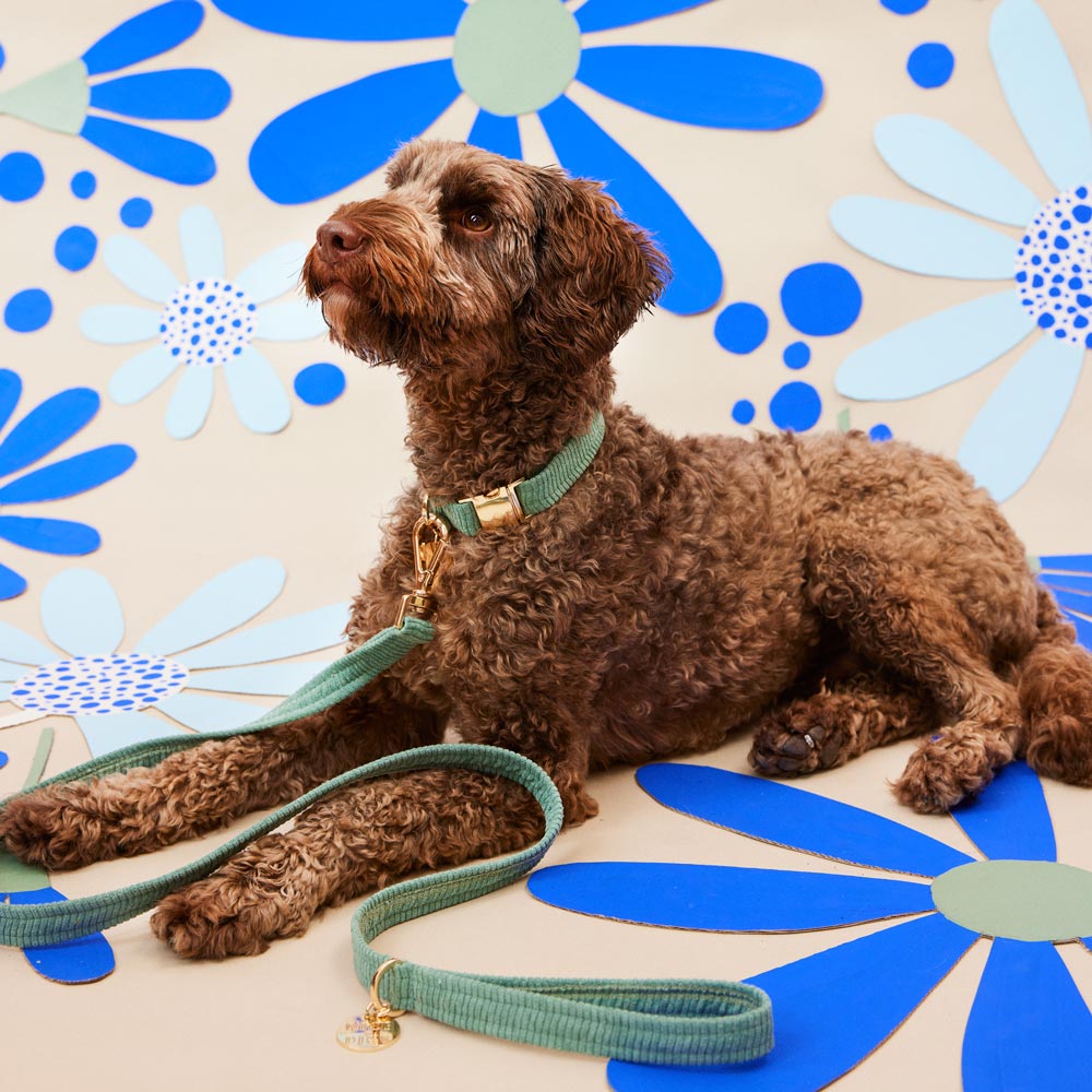 Collar & Leash Bundle