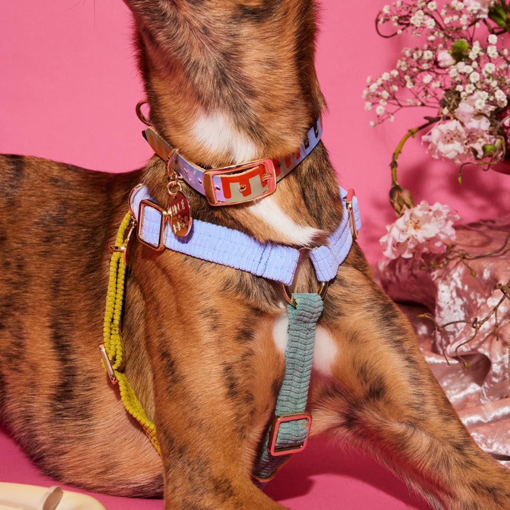 Cord Non-Pull Dog Harness - Cloud Burst