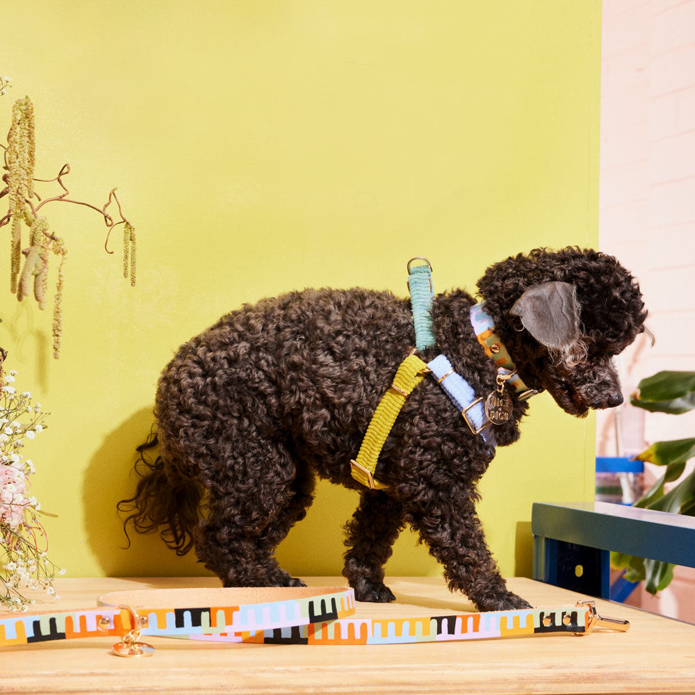Cord Non-Pull Dog Harness - Cloud Burst