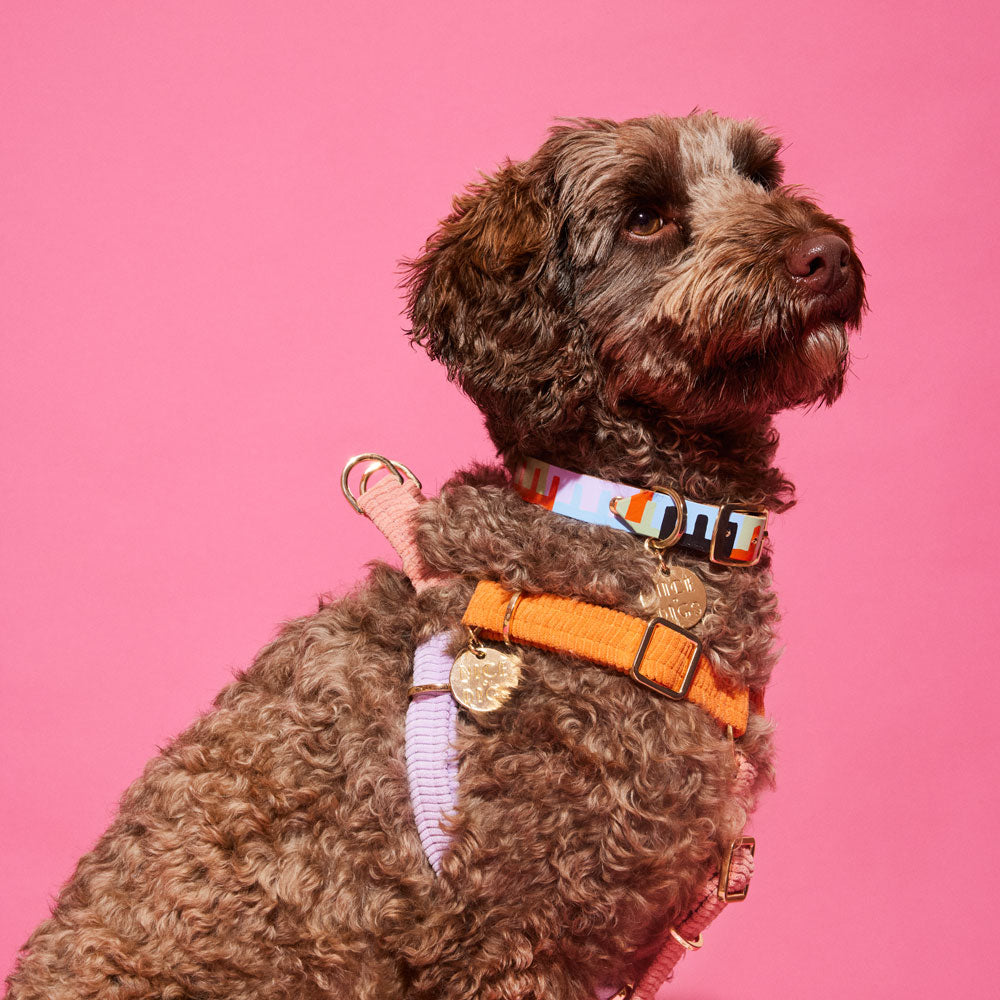 Cord Non-Pull Dog Harness - Cutie Pie