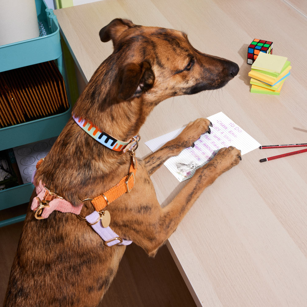 Cord Non-Pull Dog Harness - Cutie Pie