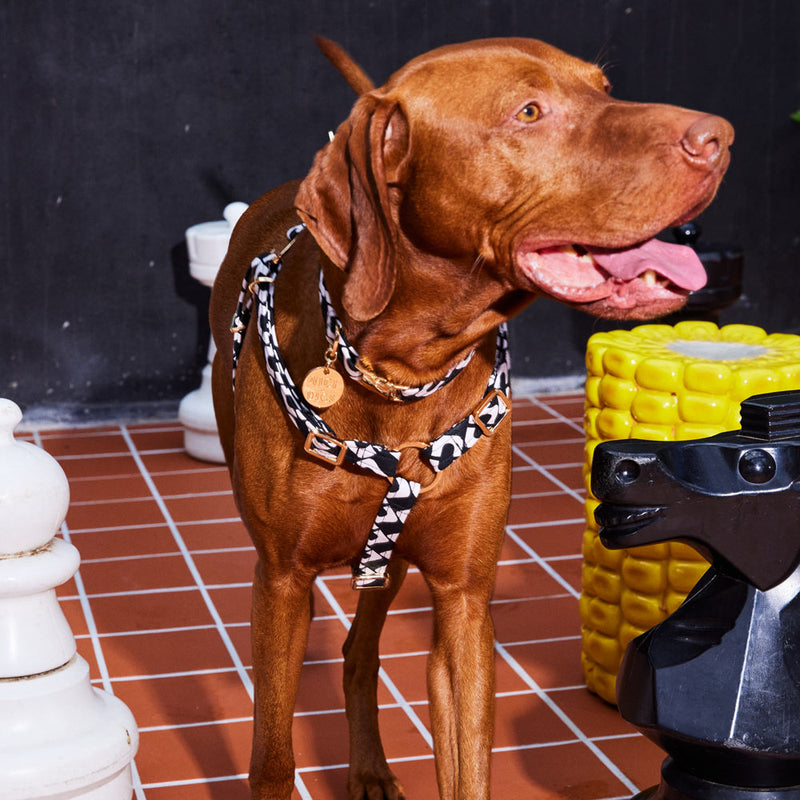 Check Mate Non-Pull Dog Harness