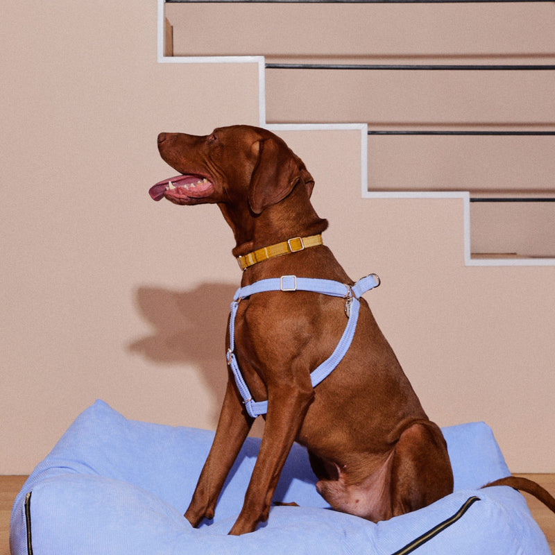 Colonel Mustard Dog Collar