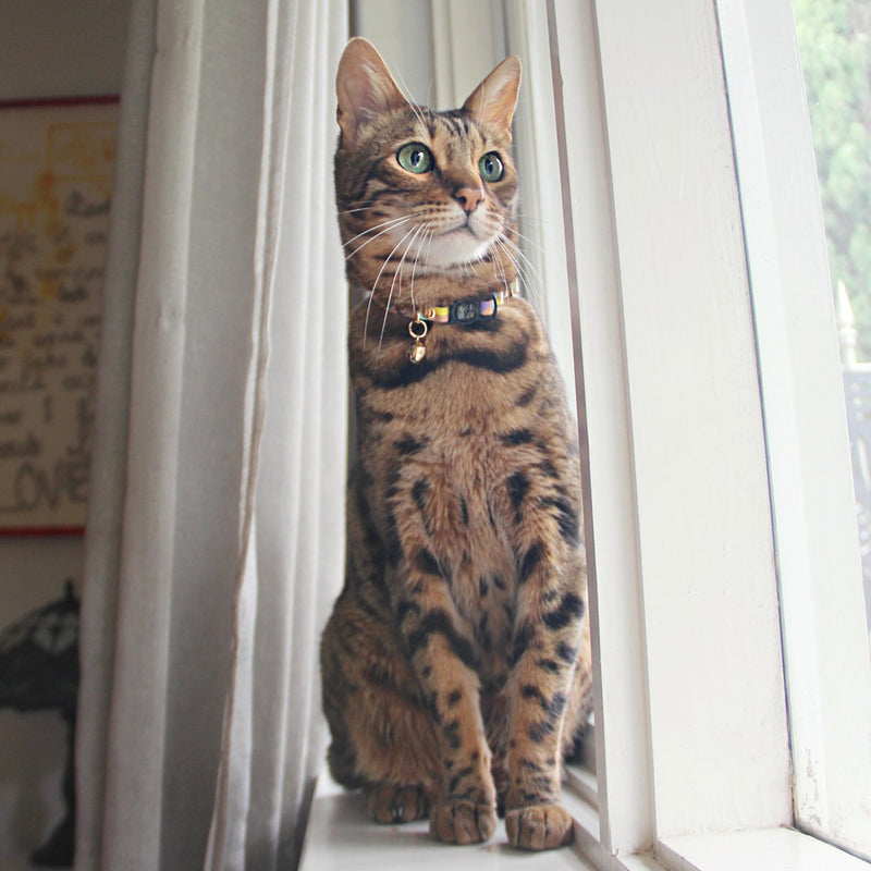 Confetti Leather Cat Collar