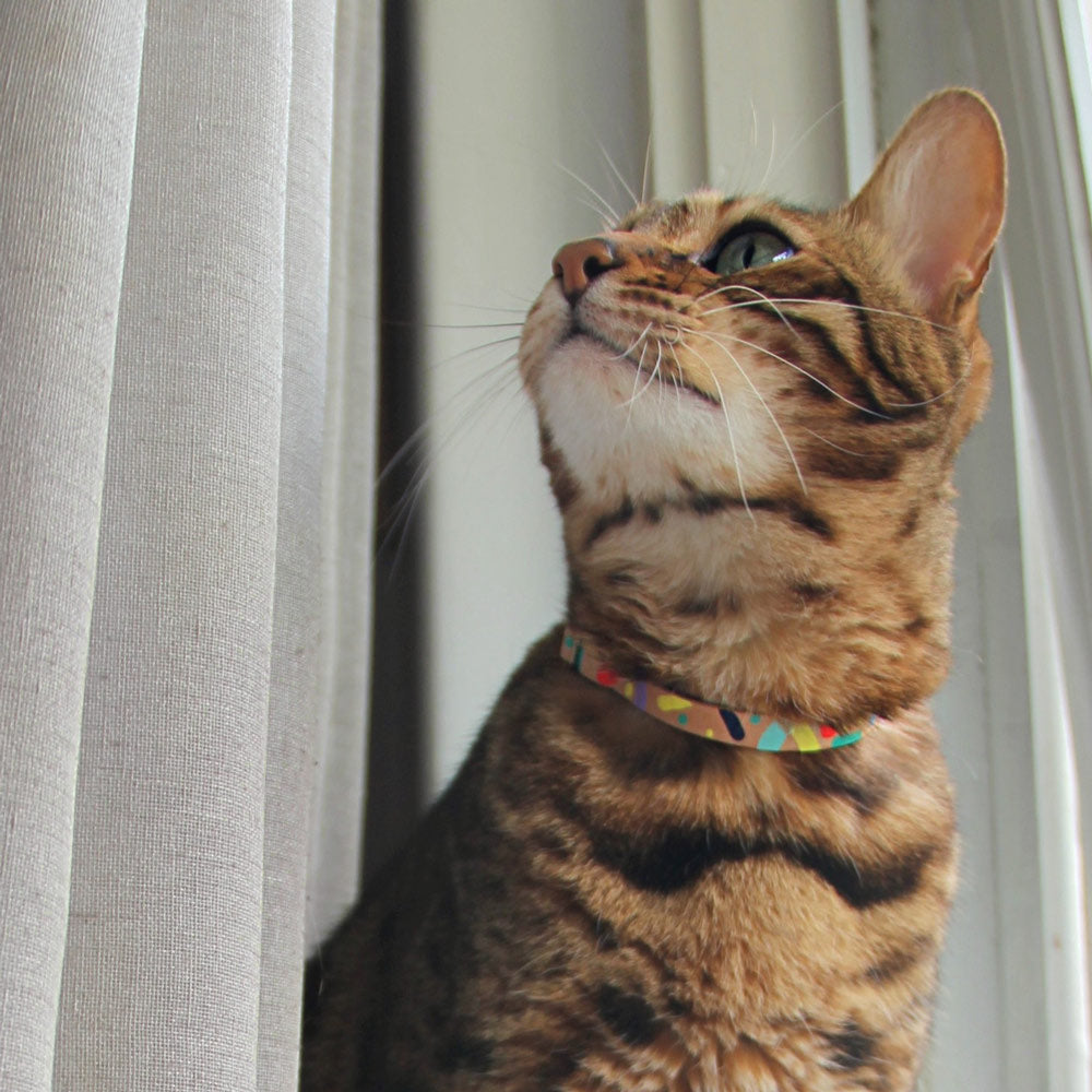 Confetti Leather Cat Collar