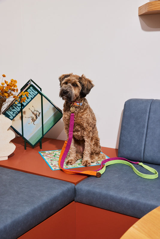 NICE DIGS Quality lifestyle goods for the discerning modern dog