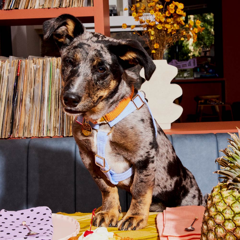 Cord Dog Collar - Tangerine