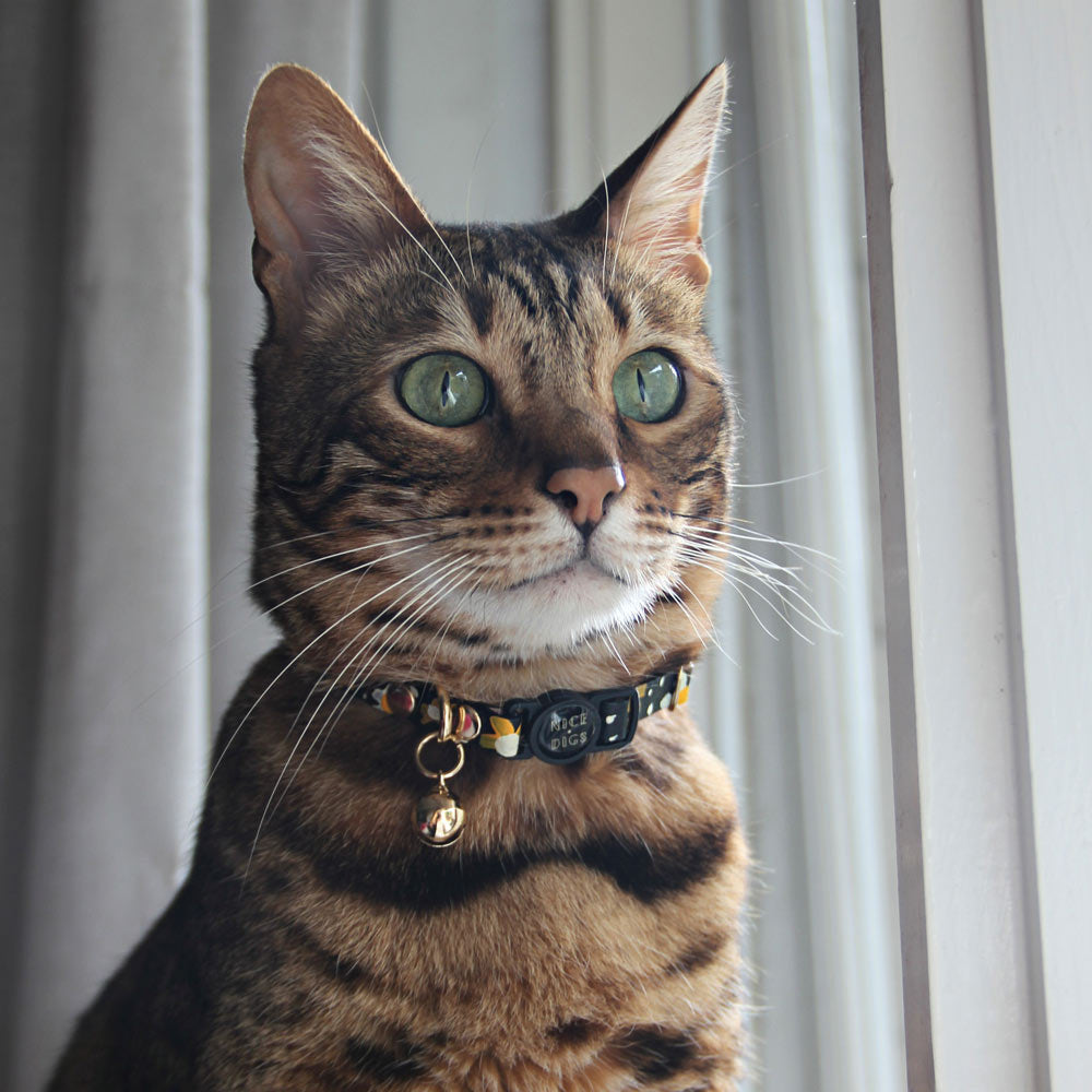 Posie Leather Cat Collar - Sunshine