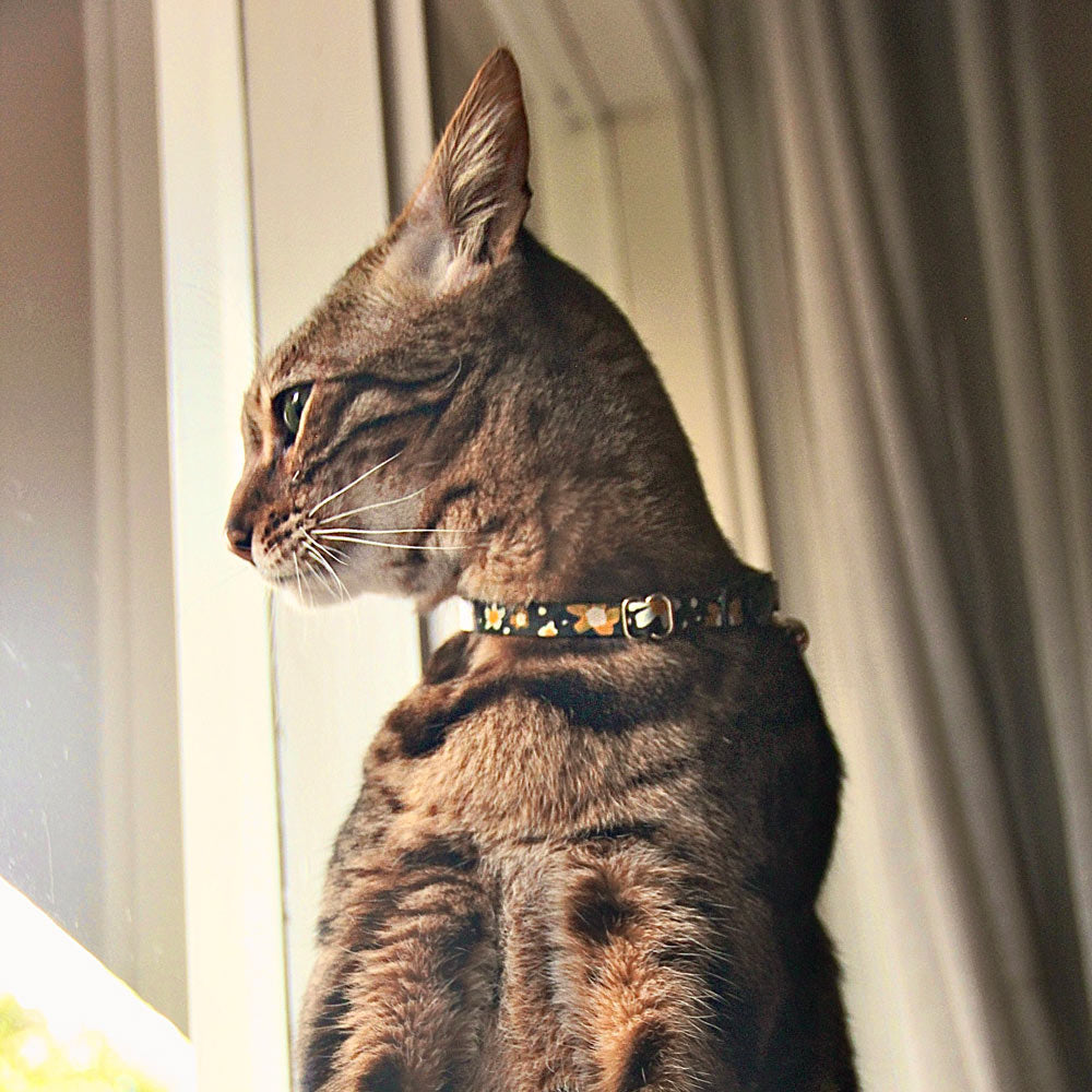 Posie Leather Cat Collar - Sunshine