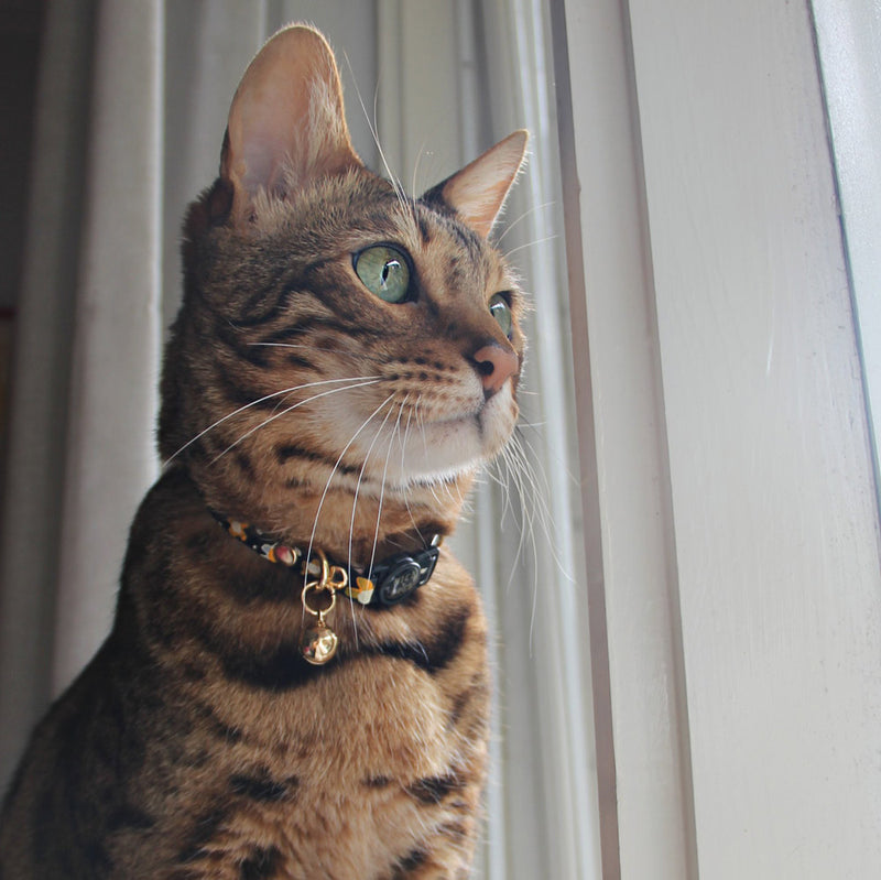 Posie Leather Cat Collar - Sunshine