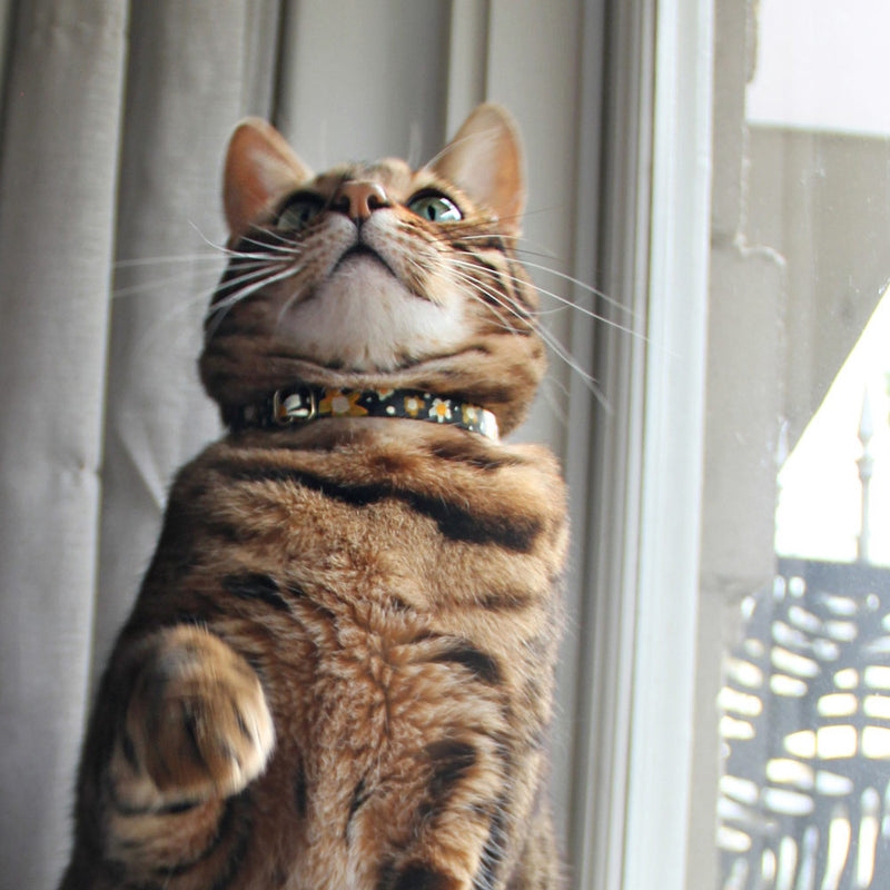 Posie Leather Cat Collar - Sunshine