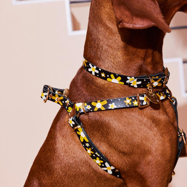Posie Leather Dog Collar - Sunshine