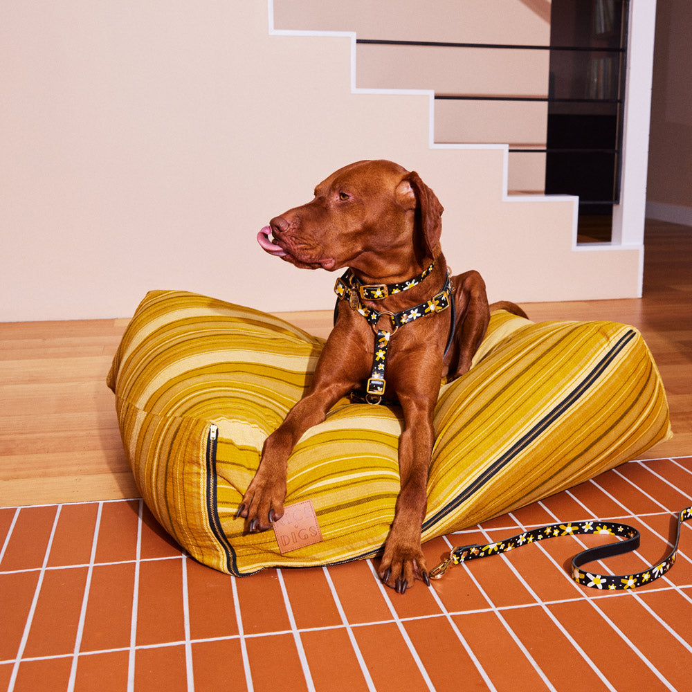 Posie Leather Dog Collar - Sunshine