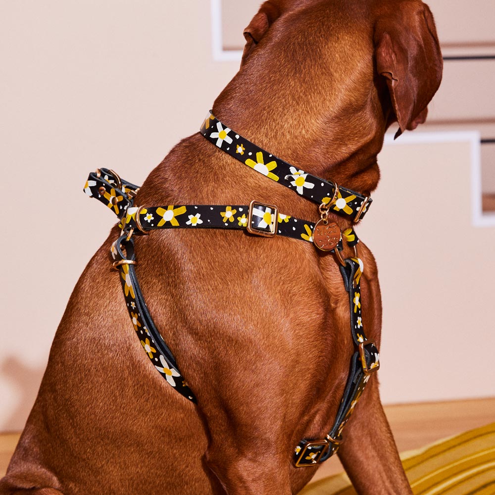 Posie Leather Non-Pull Dog Harness - Sunshine