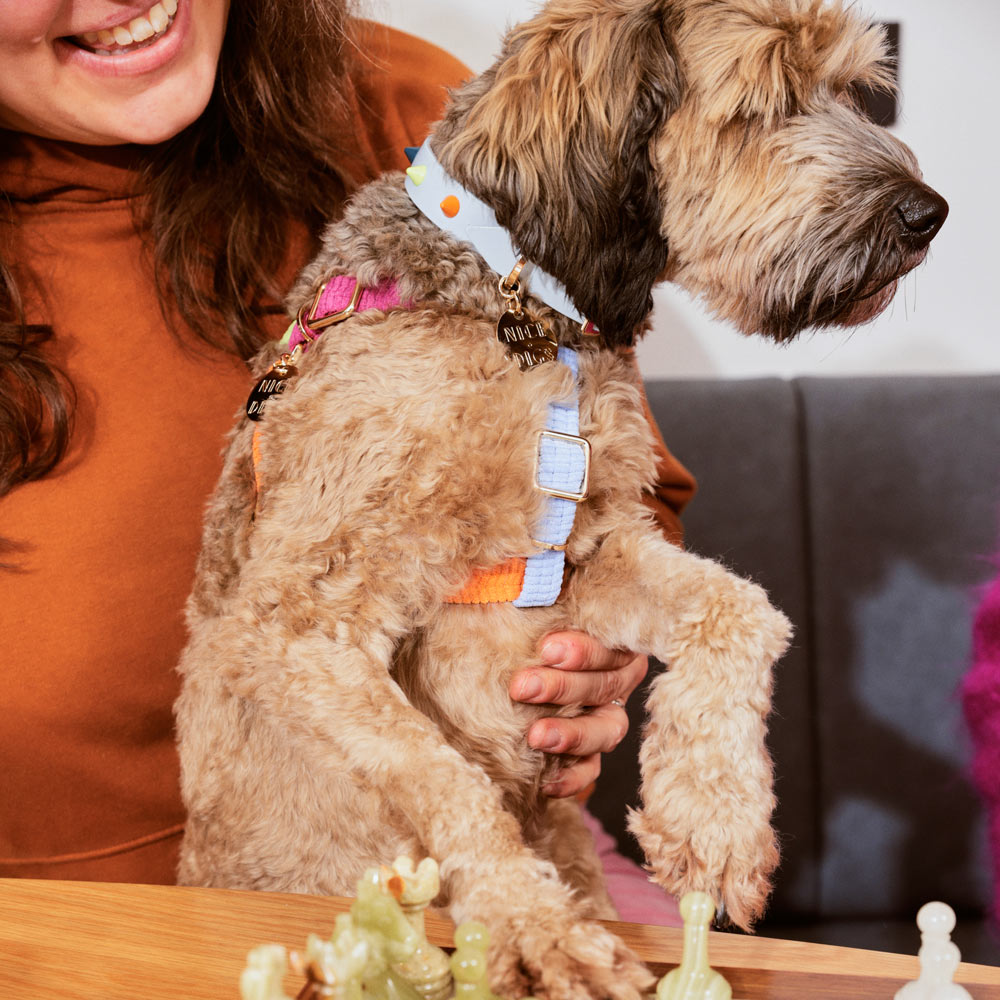 Smooth Spike Leather Dog Collar - Jelly Beans