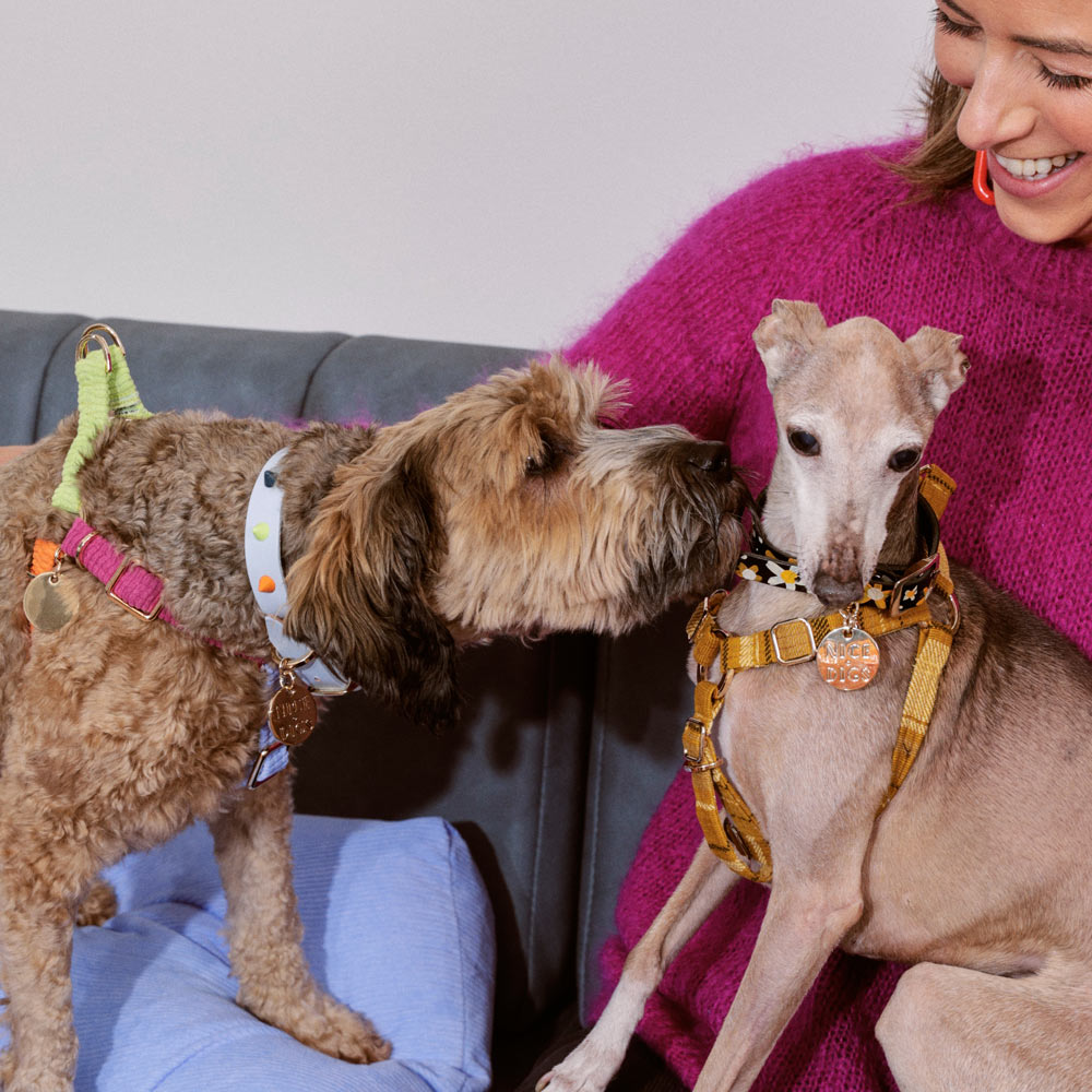 Smooth Spike Leather Dog Collar - Jelly Beans