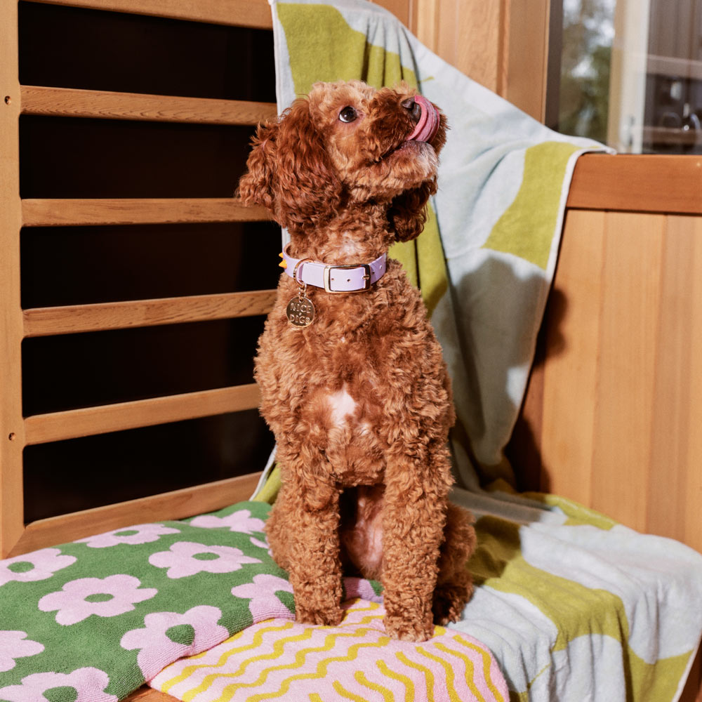 Smooth Spike Leather Dog Collar - Melon Ball