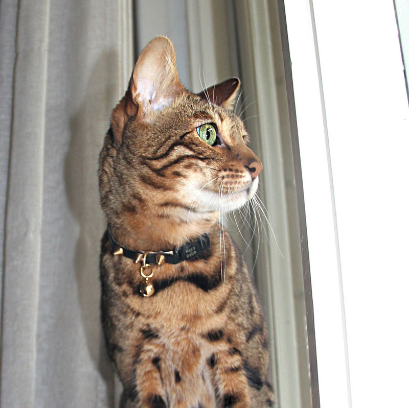 Spike Leather Cat Collar - Gold Noir