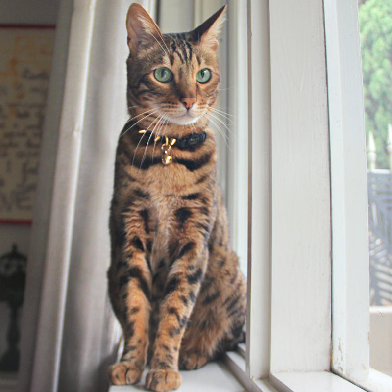 Spike Leather Cat Collar - Gold Noir