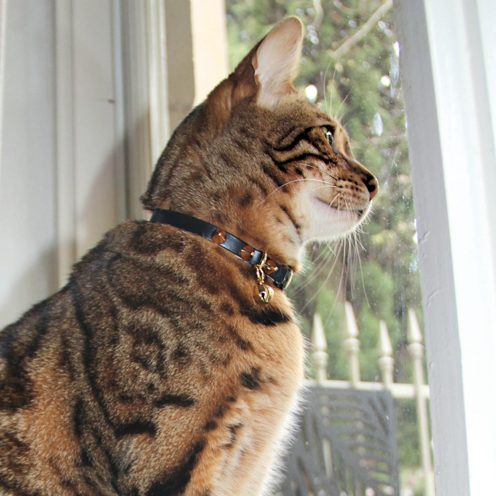 Spike Leather Cat Collar - Gold Noir