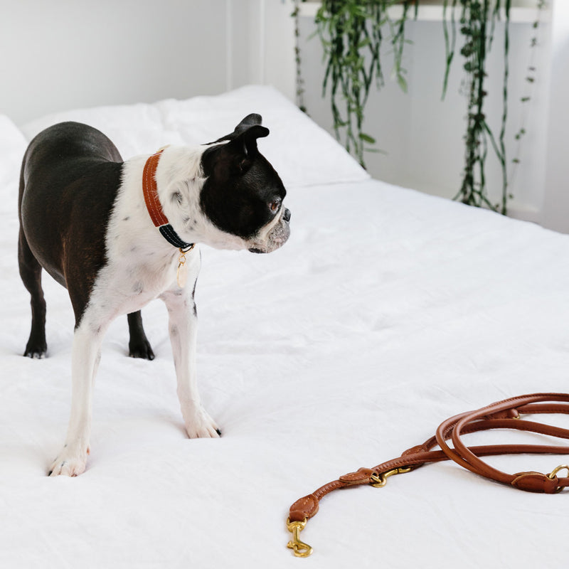 Making Shapes Printed Dog Collar