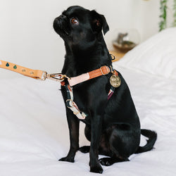 Making Shapes Printed Non-Pull Dog Harness