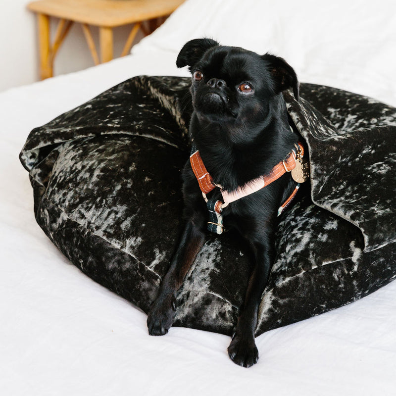 Making Shapes Printed Non-Pull Dog Harness