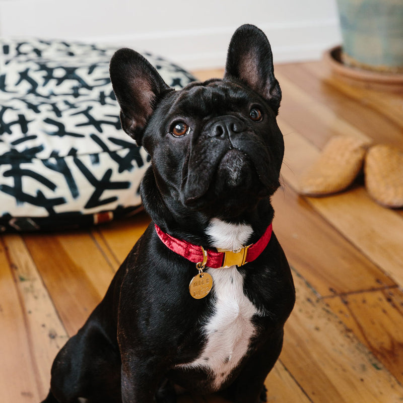 Velvet Dog Collar - Crimson