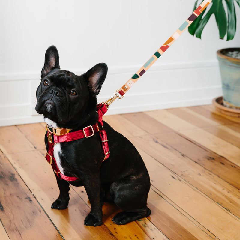 Velvet Non-Pull Dog Harness - Crimson