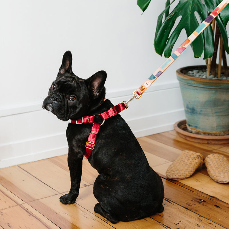 Velvet Non-Pull Dog Harness - Crimson