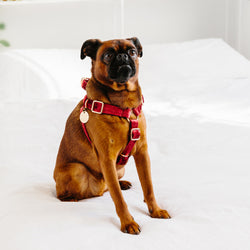 Velvet Non-Pull Dog Harness - Crimson