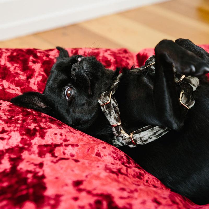 Velvet Non-Pull Dog Harness - Sage