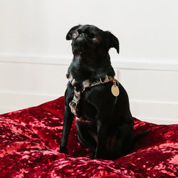 Velvet Non-Pull Dog Harness - Sage