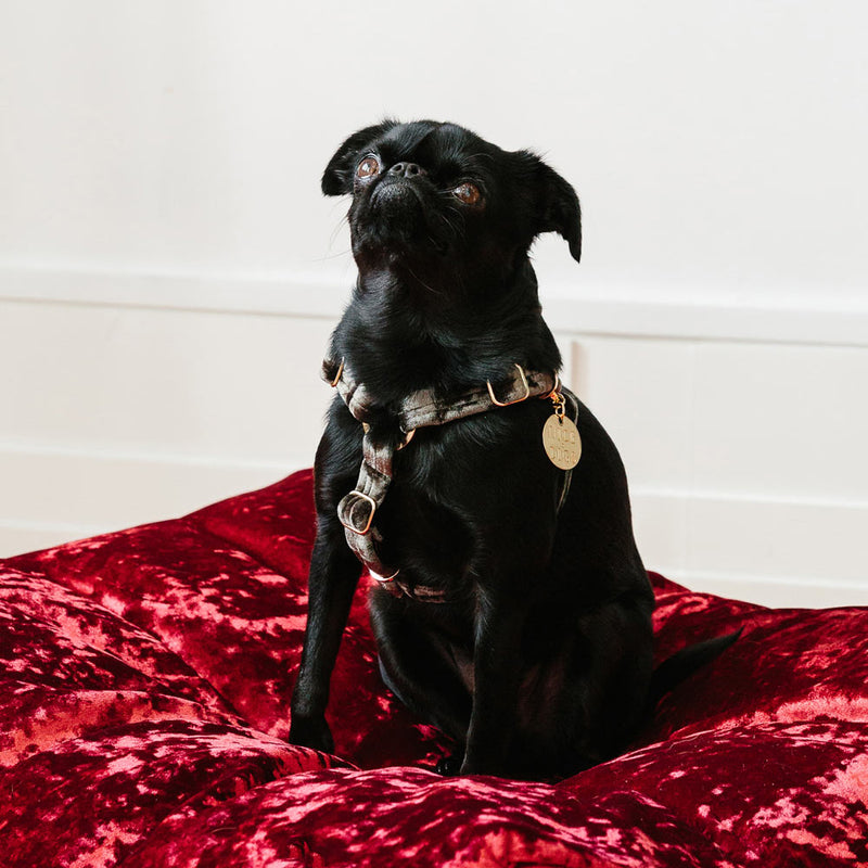 Velvet Non-Pull Dog Harness - Sage
