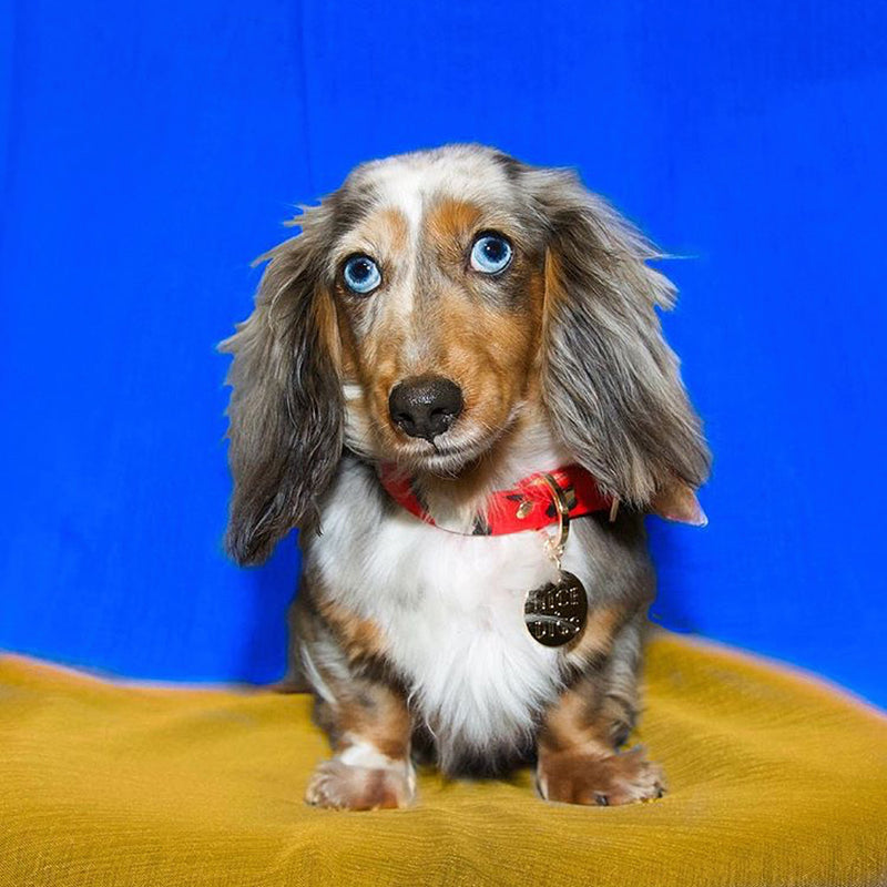 Animal Leather Dog Collar - Red